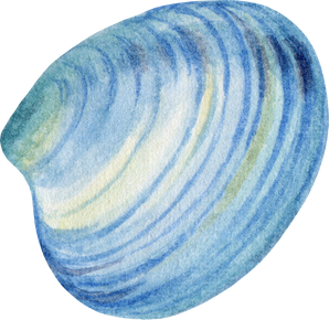 Blue turquoise sea ocean shell watercolor